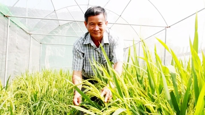 “Nhà khoa học chân đất” Nguyễn Anh Dũng nghiên cứu giống lúa mới trên đồng ruộng.