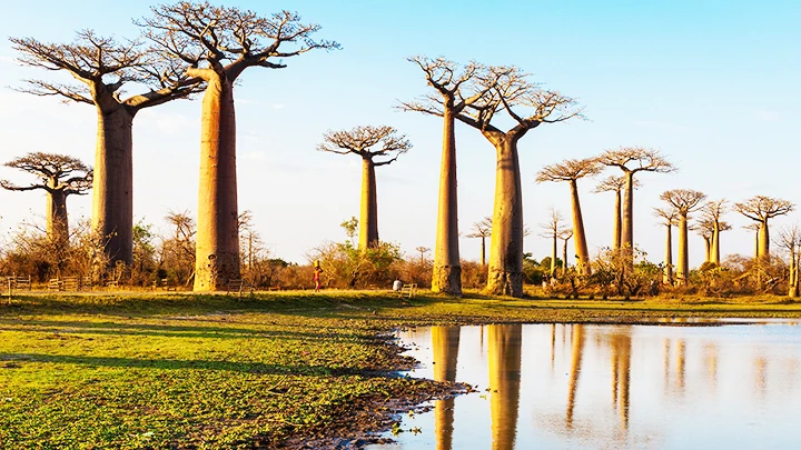 Châu Phi đối mặt với nạn phá rừng nghiêm trọng. Ảnh: EARTH