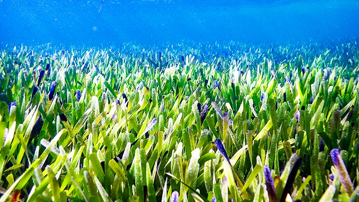 Thảm cỏ biển đã được khôi phục tại Tây Australia. Ảnh: AP