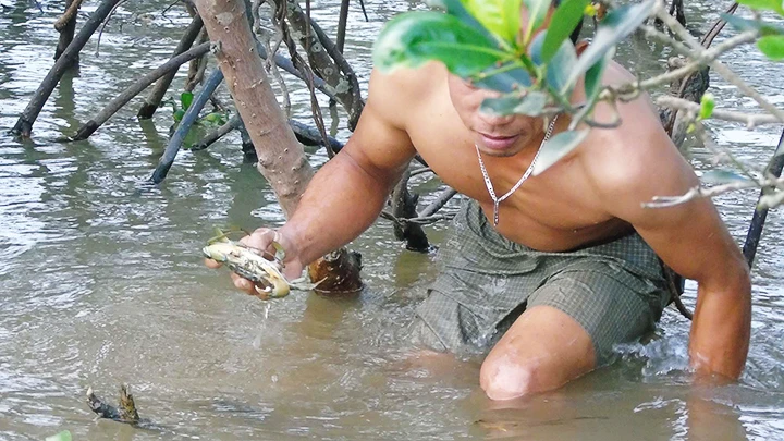 Ngâm mình săn cua trong rừng ngập mặn Diễn Châu.