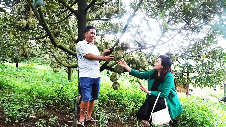 Nhiều “đầu nậu” vào thu mua chốt giá 90 nghìn đồng/kg sầu riêng Dona loại A tại vườn, nhưng ông Trần Văn Sơn chỉ bán cho các doanh nghiệp đã liên kết.
