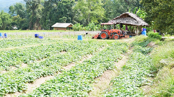 Ruộng hoa màu ở huyện Mae Ai, tỉnh Chiang Mai.