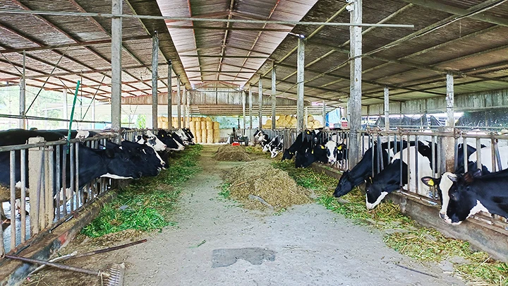 Đàn bò được cho ăn liên tục trong ngày.