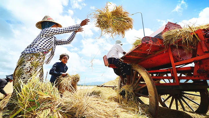 El Nino tác động tiêu cực tới sản lượng gạo tại nhiều quốc gia. Ảnh: GETTY IMAGES
