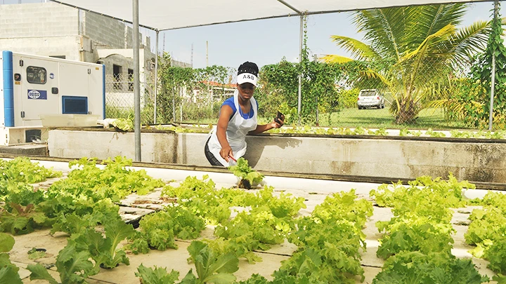 Một cơ sở trồng thủy canh ở ngoại ô Thủ đô La Havana. Ảnh: FAO