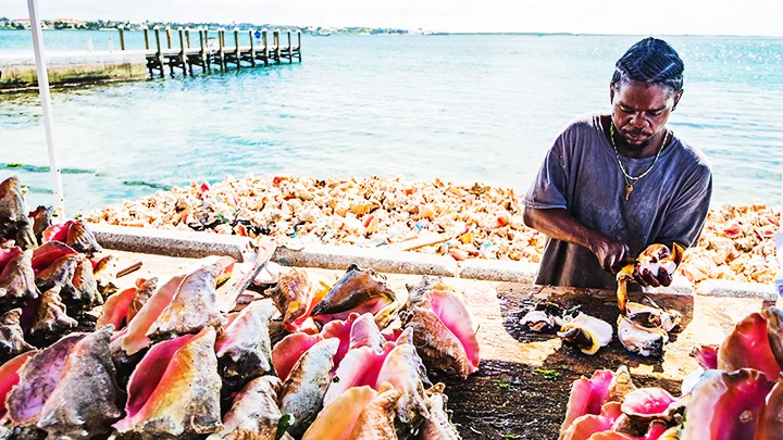 Khai thác và chế biến ốc xà cừ ở Bahamas. Ảnh: GETTY