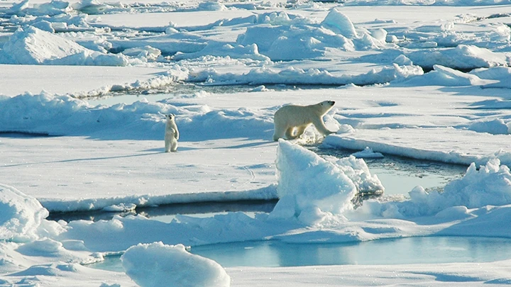 Các loại virus cổ đại có thể thức tỉnh khi băng tan và lây nhiễm cho động vật tại Bắc Cực. Ảnh: ALASKA CONSERVATION