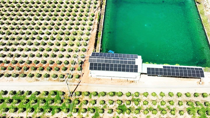 Điện mặt trời tại trang trại thanh long ở Bình Thuận. Ảnh: UNDP