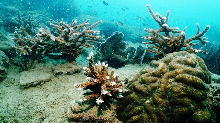 Một rạn san hô biển của Thailand. Ảnh: AP