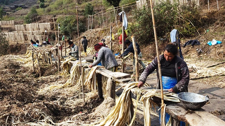 Công nhân làm sạch vỏ cây argeli ở quận Ilam, miền đông Nepal. Ảnh: THE NEW YORK TIMES