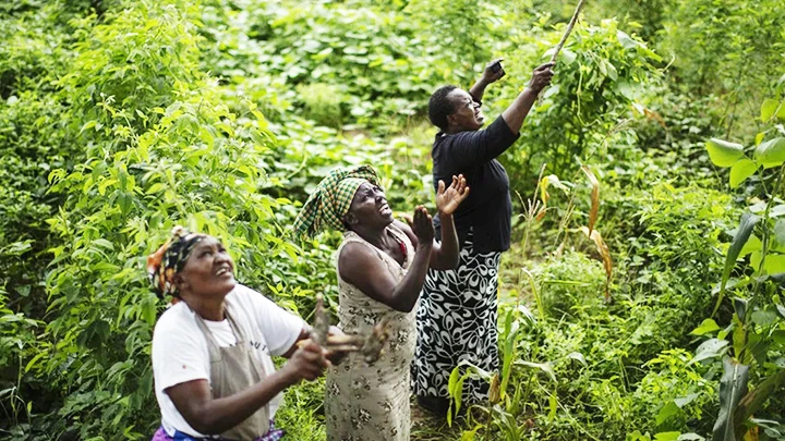 Những người phụ nữ ở làng Katitika đang chăm sóc vườn rau hợp tác xã. Ảnh: AFRICAN NEWS