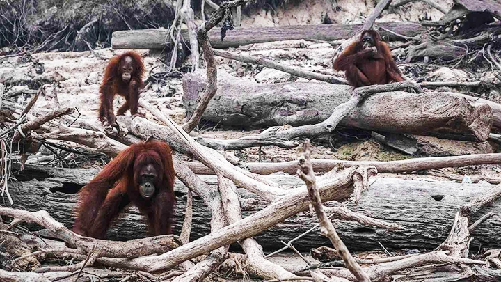 Cháy rừng làm suy giảm số lượng đười ươi ở Indonesia. Ảnh: THE NEW YORK TIMES