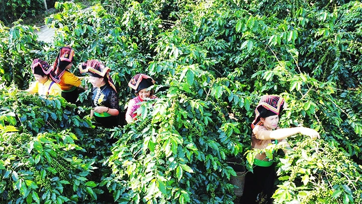 Vựa cà-phê Mường Ảng tạo thêm công ăn việc làm cho hàng nghìn đồng bào các dân tộc thiểu số ở tỉnh Điện Biên và một số tỉnh lân cận.
