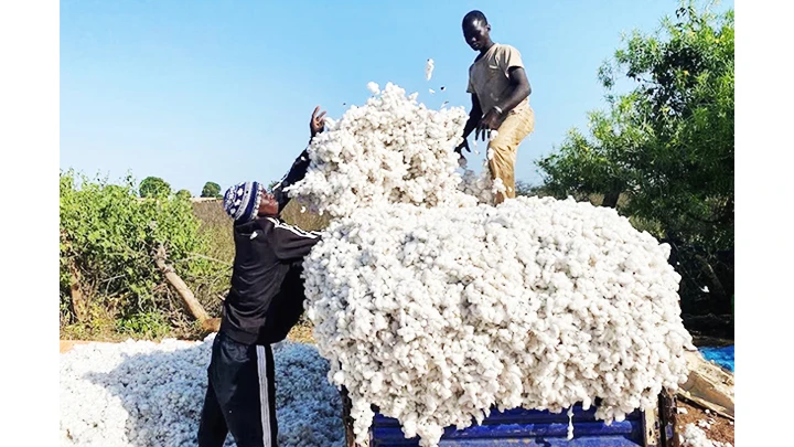 Nông dân thu hoạch bông ở Mali. Ảnh: GETTY IMAGES