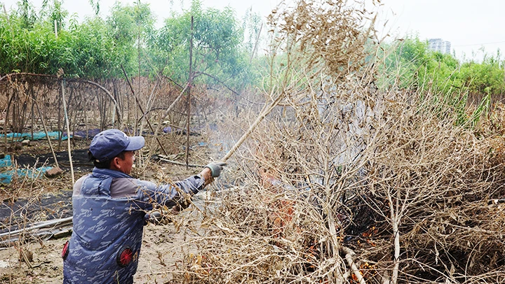 Chủ một vườn đào tại phường Nhật Tân gom đốt các cây đào chết do lũ trên mảnh vườn của mình.