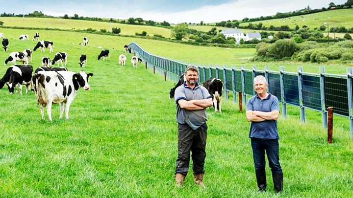 Chăn nuôi chiếm tỷ trọng lớn trong ngành nông nghiệp Ireland. Ảnh: IRISH TIMES