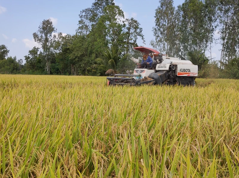 Thu hoạch lúa tại xã Mỹ Đông, huyện Tháp Mười, tỉnh Đồng Tháp.