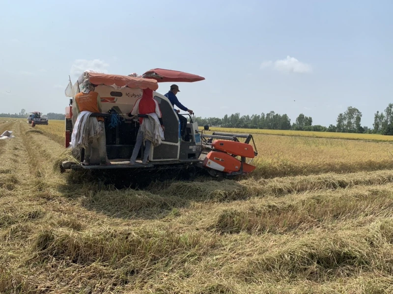 Việt Nam đang đẩy mạnh sản xuất, thu hoạch lúa, bảo đảm nguồn cung trong nước và xuất khẩu. 