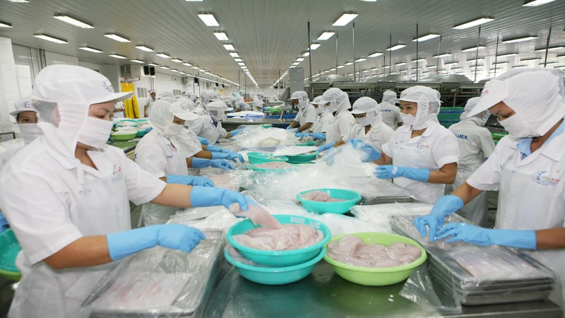 Mỹ hiện là nhà nhập khẩu cá tra hàng đầu của Việt Nam.