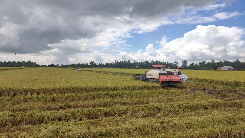 Sản xuất lúa trong nước ổn định là điều kiện để Việt Nam tăng trưởng xuất khẩu gạo.