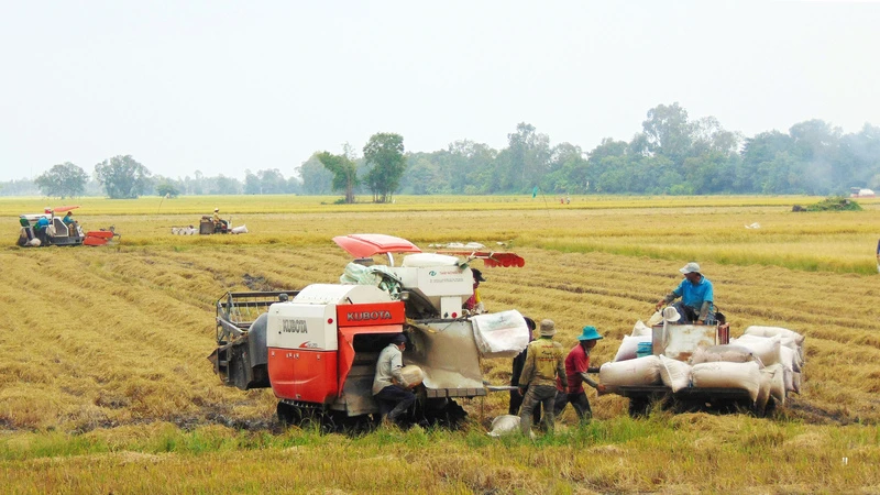 Sản xuất lúa của Việt Nam bảo đảm đủ nguồn cung cho tiêu dùng trong nước và xuất khẩu. 