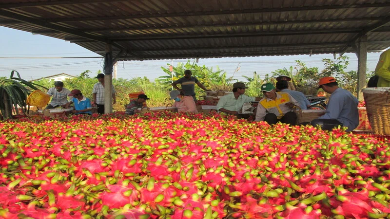 Thanh long là một trong những mặt hàng xuất khẩu chủ lực của ngành rau quả Việt Nam. 