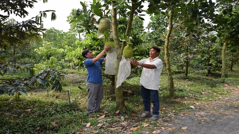 Nhiều loại cây ăn quả vùng đồng bằng sông Cửu Long đang bước vào giai đoạn thu hoạch chính. 
