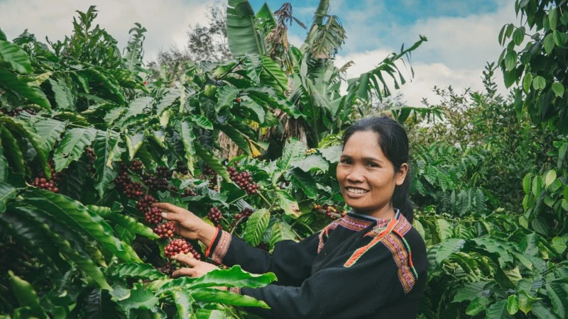 Thu hoạch cà-phê tại huyện Krông Năng, tỉnh Đắk Lắk.