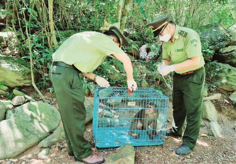 Hai kiểm lâm viên đang chuẩn bị thả động vật hoang dã về môi trường tự nhiên.