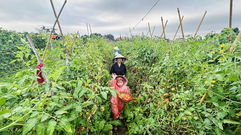 Trải nghiệm hái cà chua sạch tại khu nông trại-vườn rau sạch Long Biên. (Ảnh: Linh Tâm)