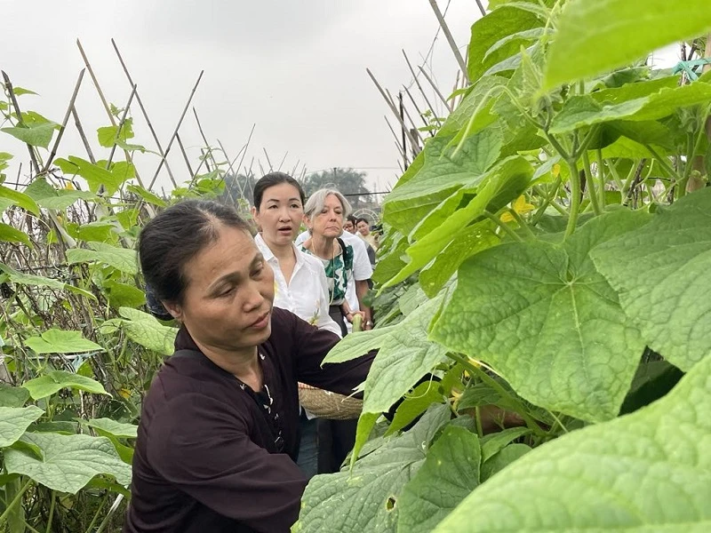 Du khách hào hứng trải nghiệm công việc nhà nông tại Long Biên, Hà Nội.