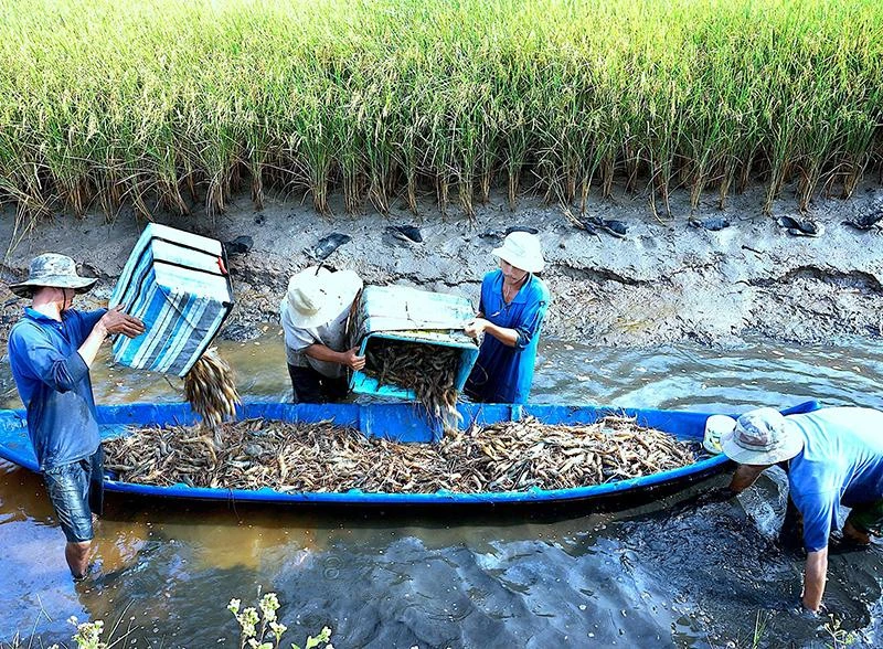 Nông dân xã Biển Bạch Đông (huyện Thới Bình, tỉnh Cà Mau) thu hoạch tôm càng xanh trên đồng lúa-tôm.