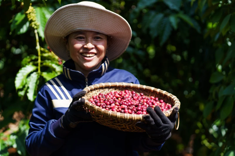 Niềm vui được mùa của người nông dân khi tham gia chương trình NESCAFÉ. Nguồn: NESTLÉ VIỆT NAM