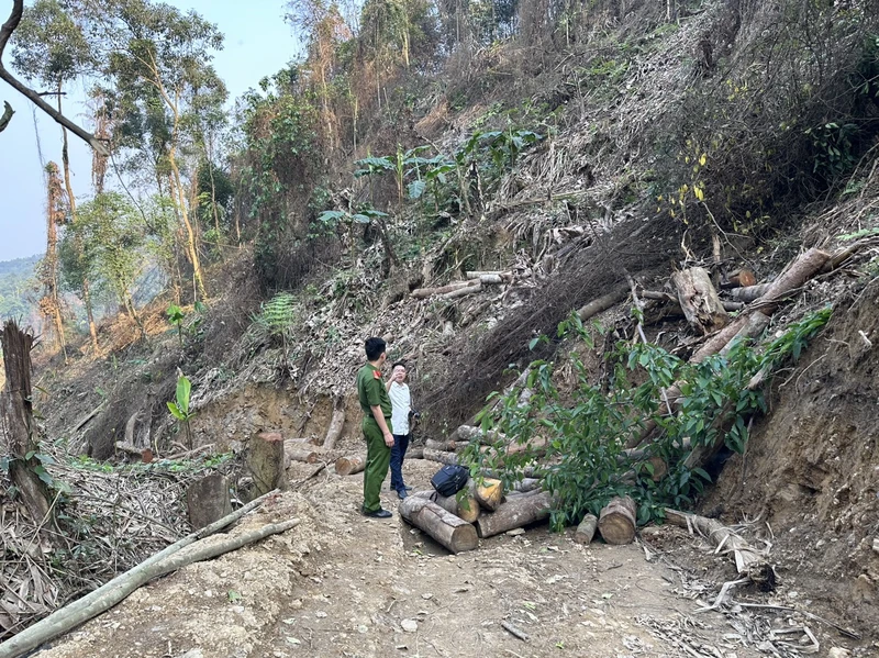 Hiện trường vụ phá rừng tự nhiên xảy ra tại xã Ngọc Phái, huyện Chợ Đồn trong tháng 4/2023.