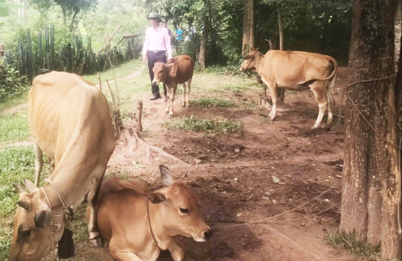Nhiều hộ dân ở huyện Hướng Hóa được vay vốn, đầu tư vào chăn nuôi gia súc.