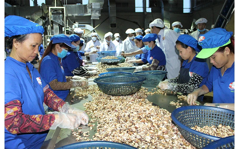Chế biến điều nhân xuất khẩu ở tỉnh Bình Phước.