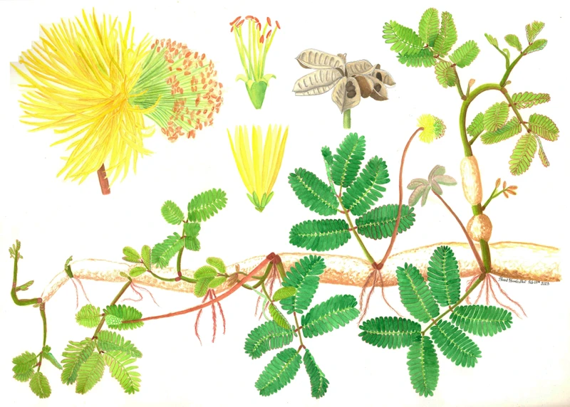 Tác phẩm minh họa loài Neptunia oleracea Lour (người Việt gọi là cây rau nhút). Ảnh: NVCC