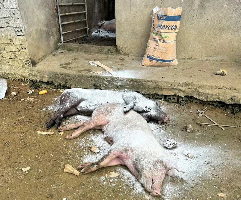 Các điểm phát hiện lợn mắc bệnh dịch tả lợn châu Phi hầu hết là những nông hộ nhỏ, quy mô đàn lợn ít. 
