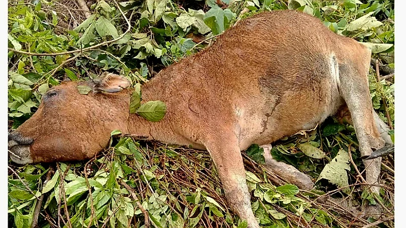 Bò bị chết rét tại xã Mường Lống, huyện Kỳ Sơn ngày 24/1.