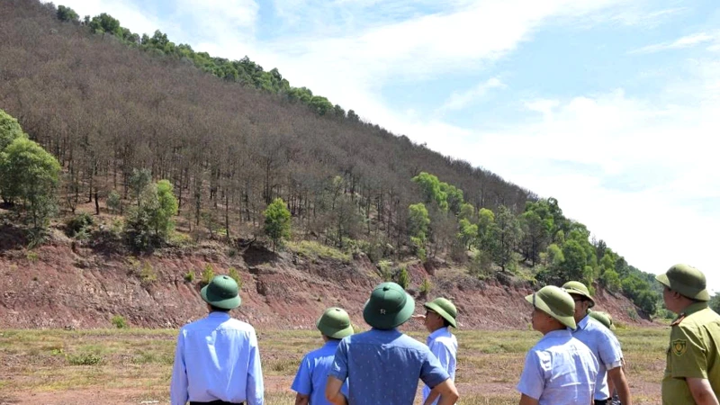 Tại huyện Nghi Lộc, sâu róm gây hại nặng trên địa bàn các xã Nghi Yên, Nghi Tiến, Nghi Quang, Nghi Xá. Tổng diện tích rừng thông bị nhiễm sâu lên đến 750ha.