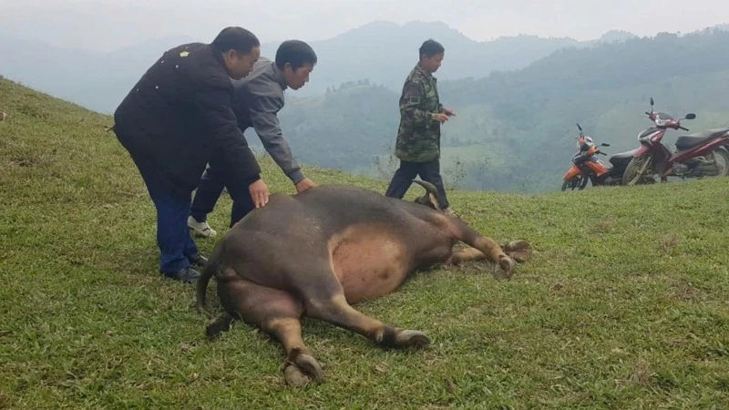 Số trâu, bò chết đều có đặc điểm bụng căng phình. (Ảnh: H.T)