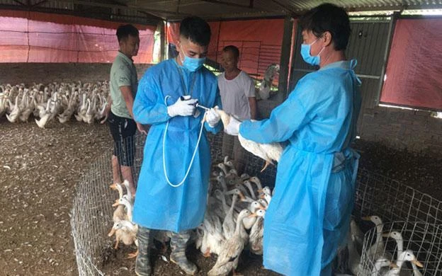 Cán bộ thú y Hà Nội tiêm phòng vaccine cho đàn gia cầm để phòng, chống dịch cúm gia cầm. (Ảnh: DUNG THU)
