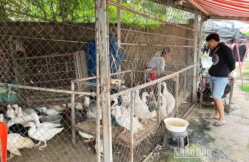 Năm 2022, các hộ nông dân Lào bị ảnh hưởng nặng nề bởi giá thức ăn chăn nuôi tăng mạnh. (Ảnh: TRỊNH DŨNG)