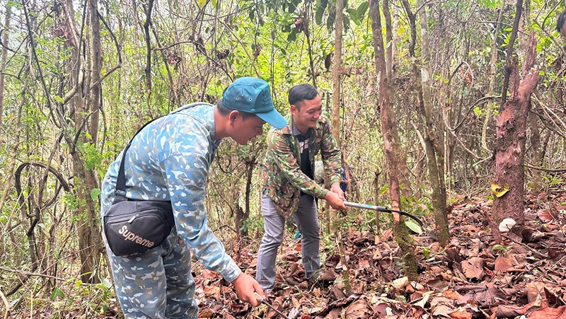 Tỷ lệ che phủ rừng của Điện Biên ước tăng 0,3%
