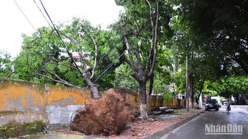 Cây xanh lớn bị lốc xoáy quật đổ, ở tổ 25, phường Lào Cai, thành phố Lào Cai. (Ảnh: QUỐC HỒNG)