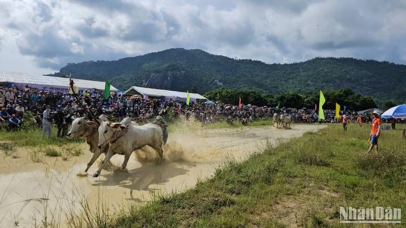 Đua bò Bảy Núi là môn thể thao độc đáo của tỉnh An Giang
