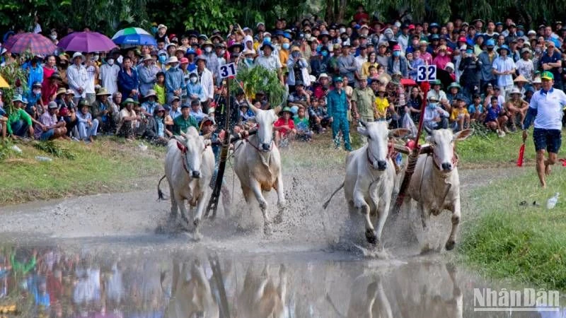 Hai đôi bò tranh tài quyết liệt.