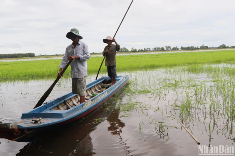 Nông dân xã Vĩnh Phước kiểm tra lúa mùa