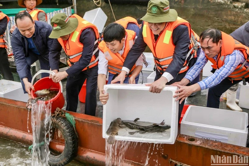 Ngành nông nghiệp tỉnh Nam Định tổ chức thả một triệu con giống xuống sông Hồng để tái tạo nguồn lợi thủy sản ở Vườn quốc gia Xuân Thủy, huyện Giao Thủy.