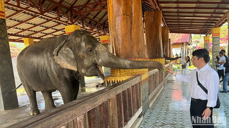 Khách du lịch quốc tế trải nghiệm dịch vụ du lịch tại Luang Prabang, Lào. Ảnh: Trịnh Dũng